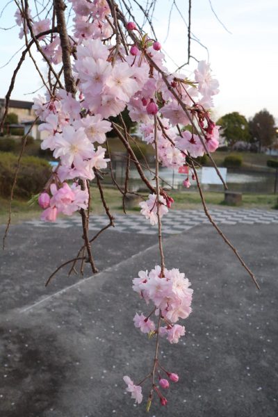 4月12日(月)の募集は延期いたします。