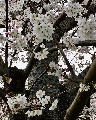 中華応用クラスの募集始めました